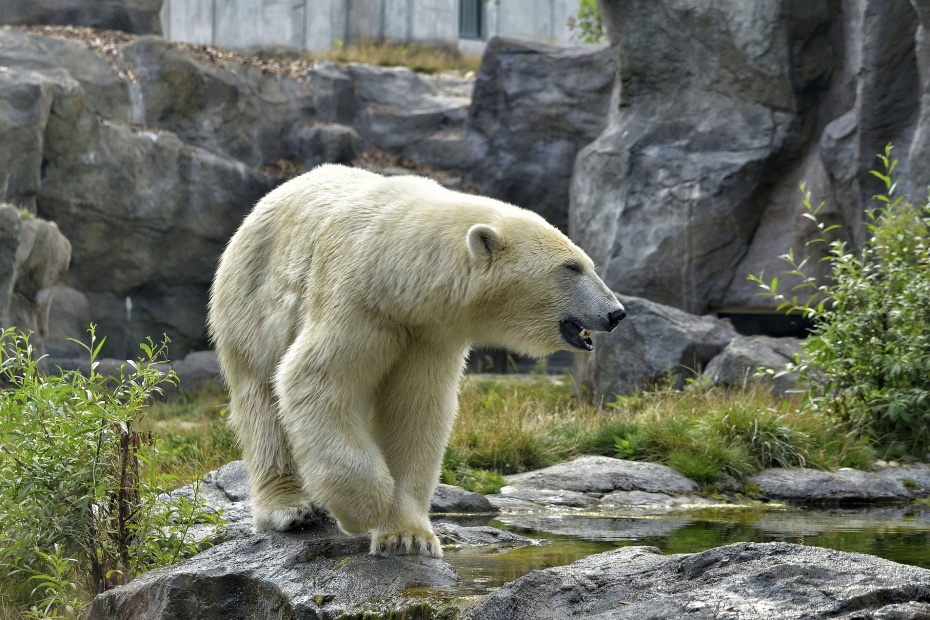 Polar Bear