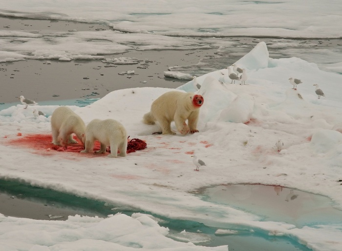 International Polar Bear Day - Polar Bears