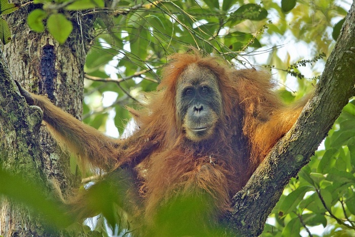 International Orangutan Day - Pongo Tapanuliensis female Orangutan