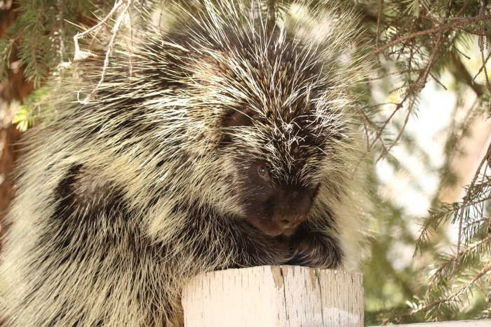 World Porcupine Day - Porcupine