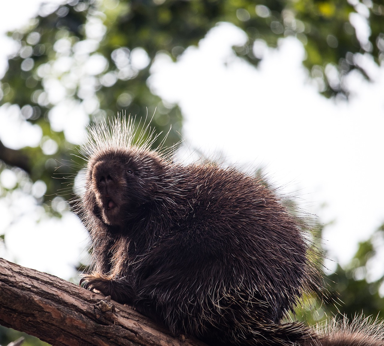 World Porcupine Day - Porcupine