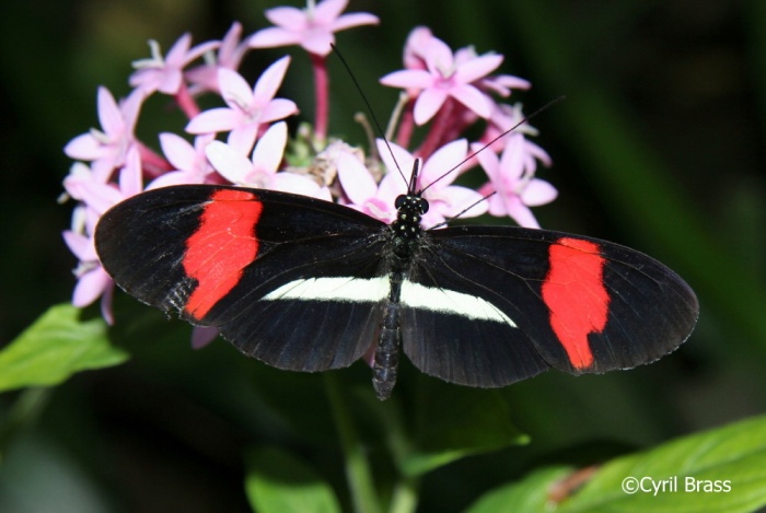 Wildlife Information - Postman Butterfly