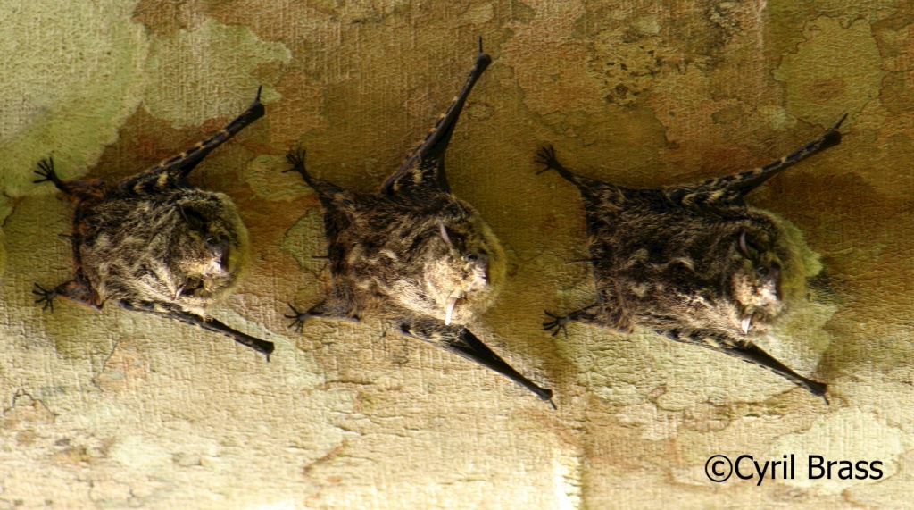 Central America Mammals - Proboscis Bat