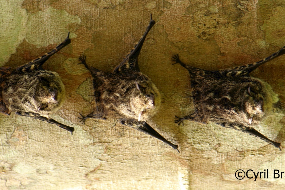 Proboscis Bat