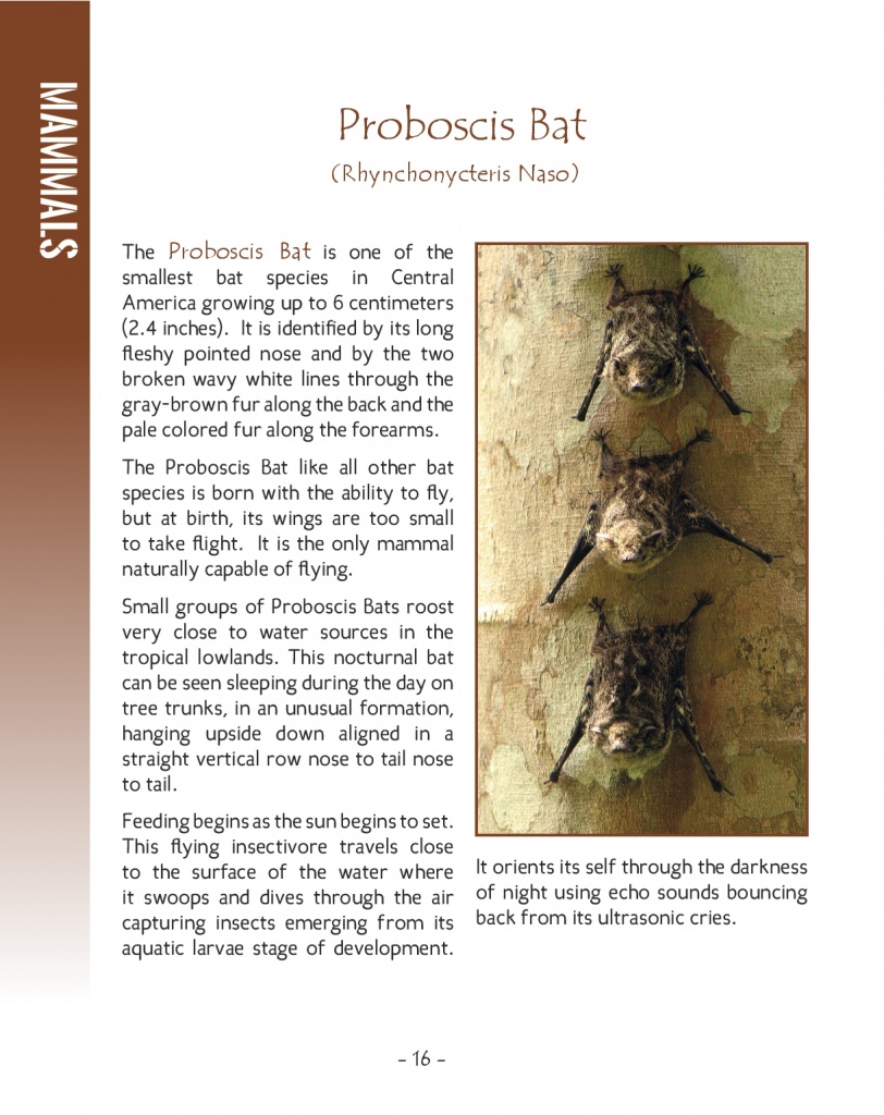 Proboscis Bat - Wildlife in Central America 2 - Page 16