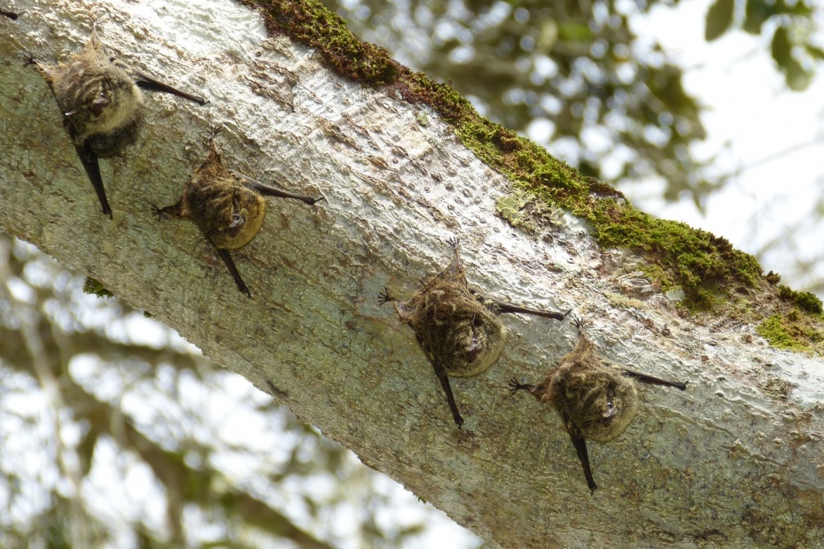 Proboscis Bats