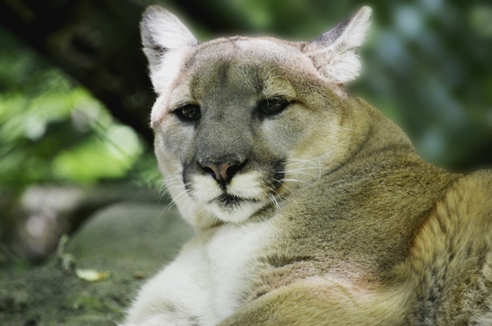International Puma Day - Cougar