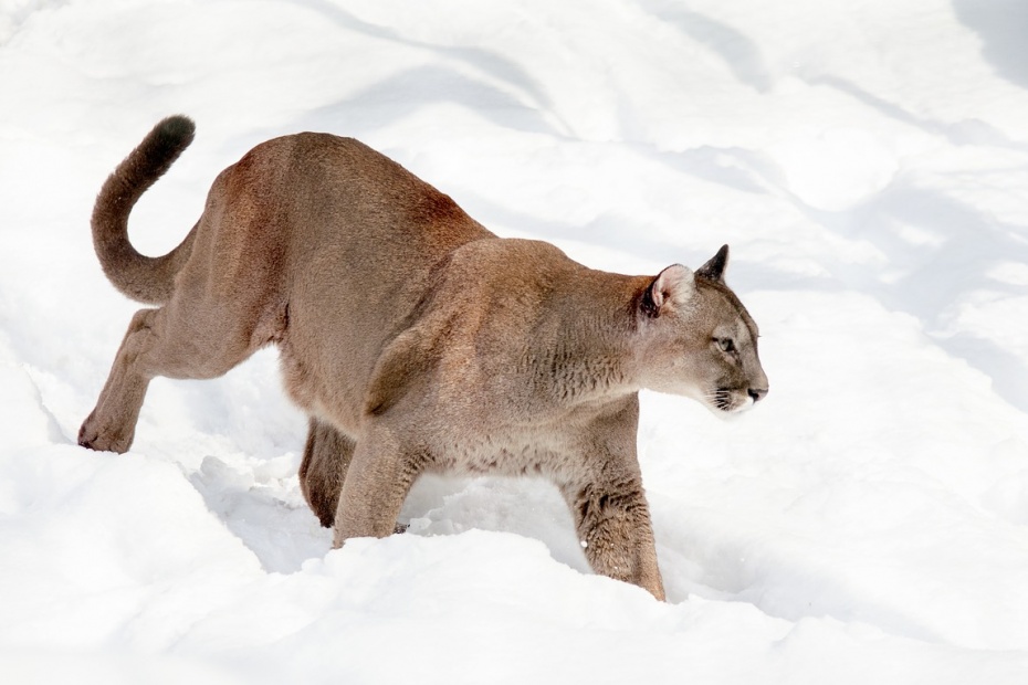 International Puma Day