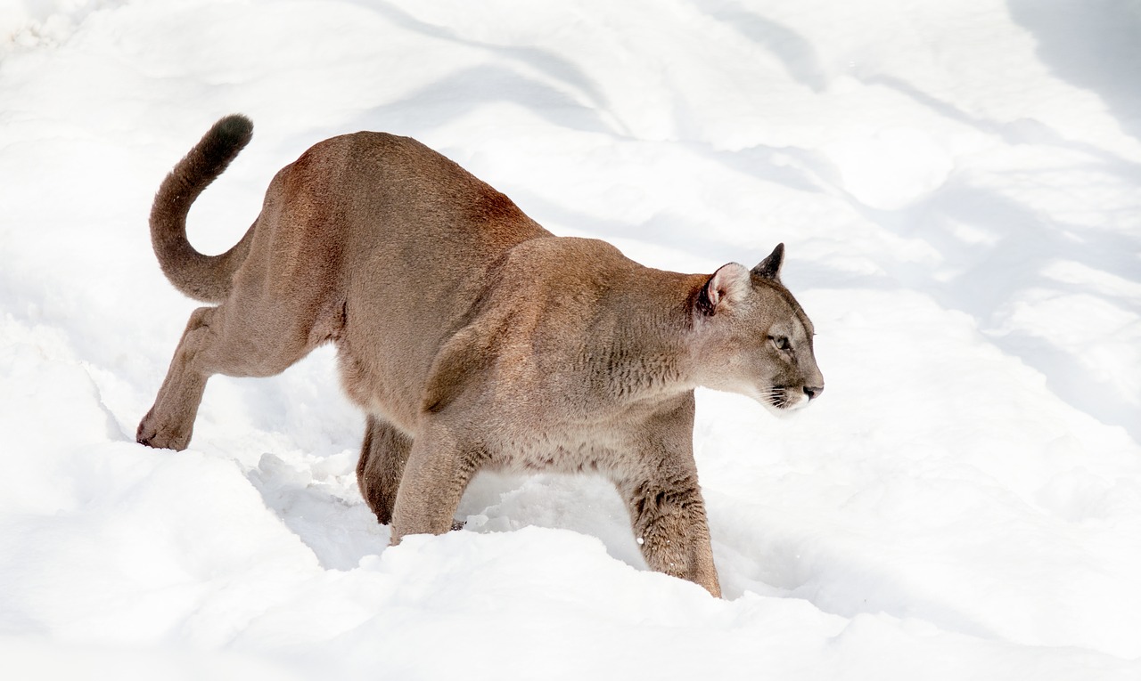 International Puma Day 2022 Wildlife Around the World