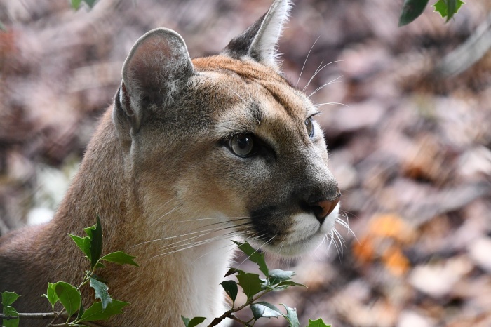 International Puma Day