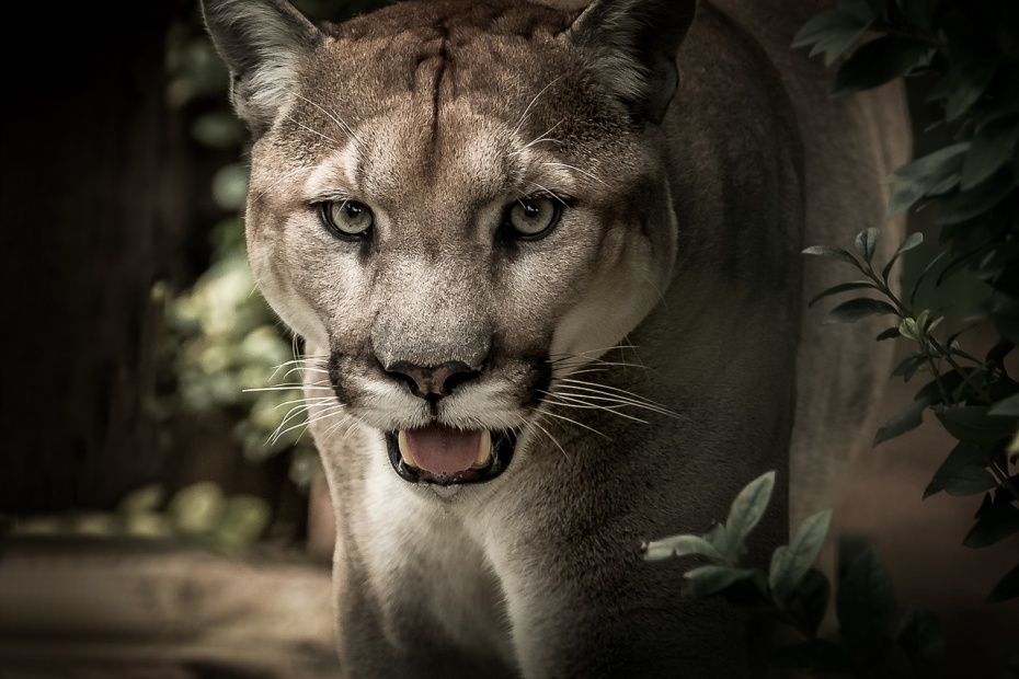 Cougar