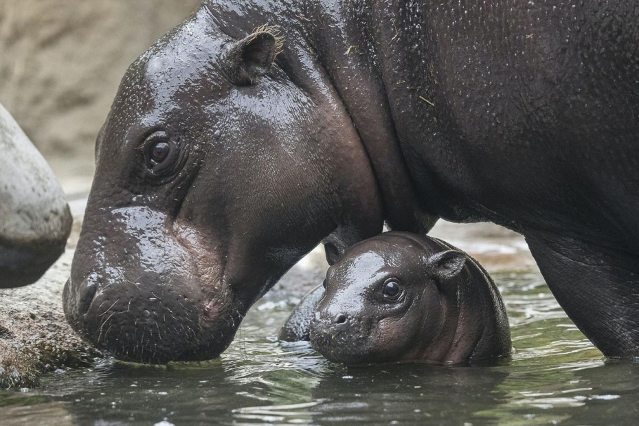 Pygmy Hippo with Baby