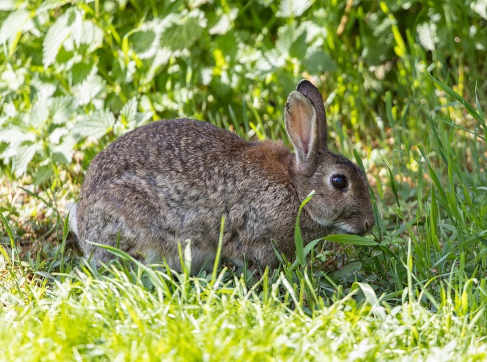 International Rabbit Day - Rabbit 