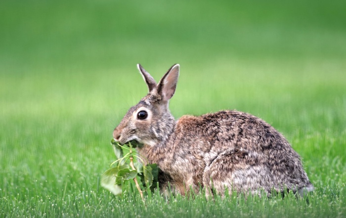 International Rabbit Day - Rabbit