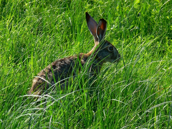 International Rabbit Day - Rabbit