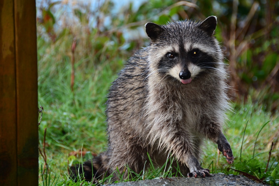 Raccoon