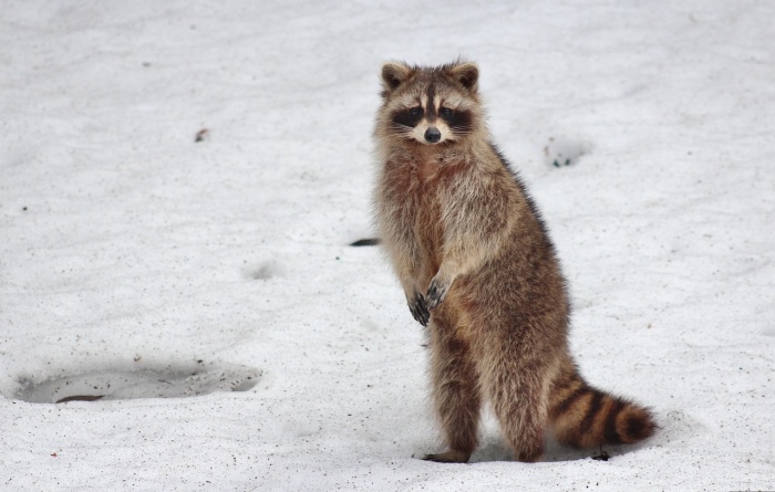 International Raccoon Appreciation Day - Raccoon