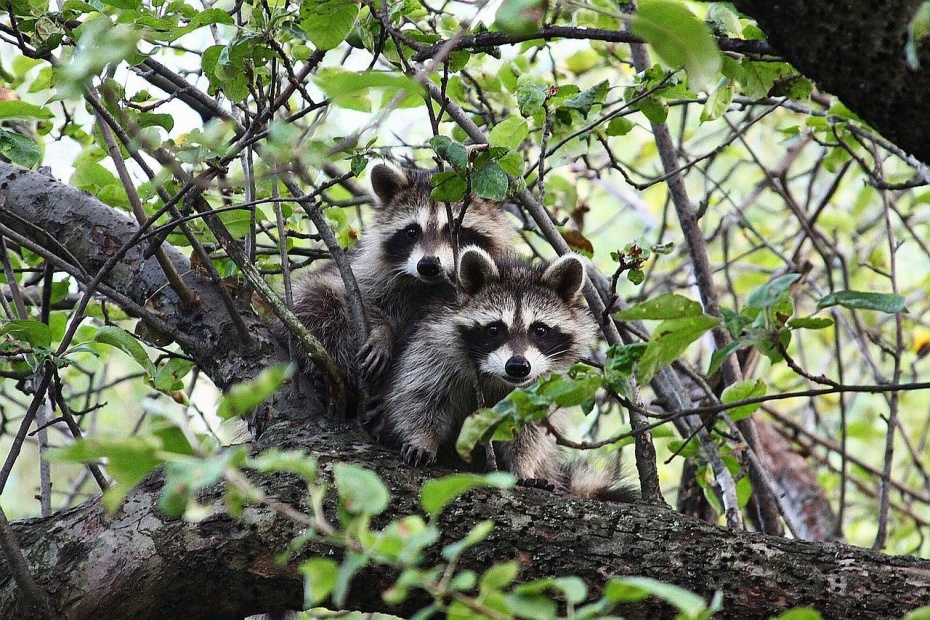 Raccoons