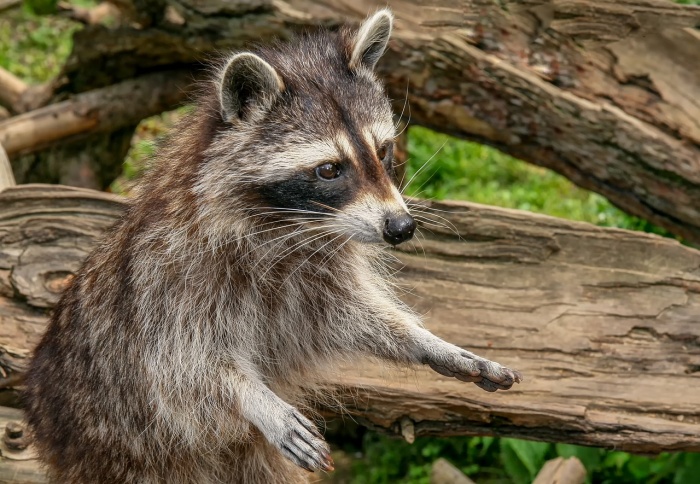 International Raccoon Appreciation Day - Raccoon