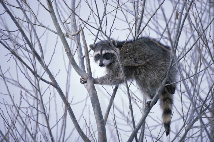 International Raccoon Appreciation Day - Raccoon