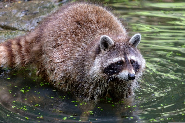 International Raccoon Appreciation Day - Raccoon