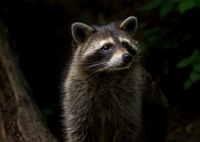 International Raccoon Appreciation Day - Raccoon