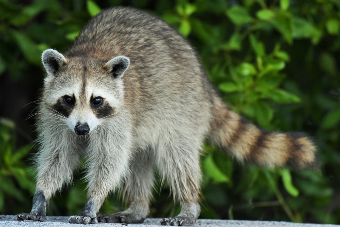 International Raccoon Appreciation Day - Raccoon