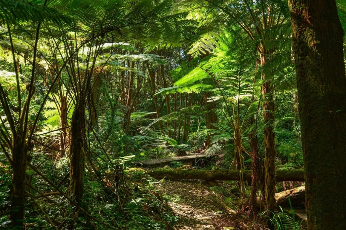 World Rainforest Day - Rainforest ferns