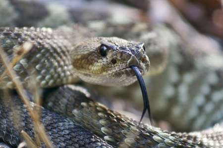 Rattlesnake Appreciation Day - Rattlesnake