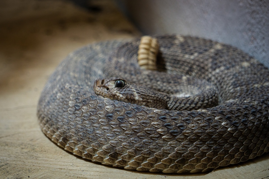 Rattlesnake