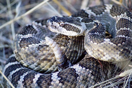 Rattlesnake Appreciation Day - Rattlesnake