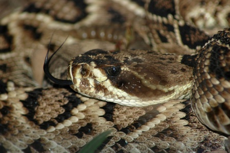 National Serpent Day - Rattlesnake