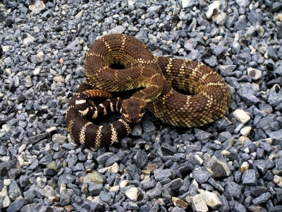 International Day for Biological Diversity - Rattlesnake