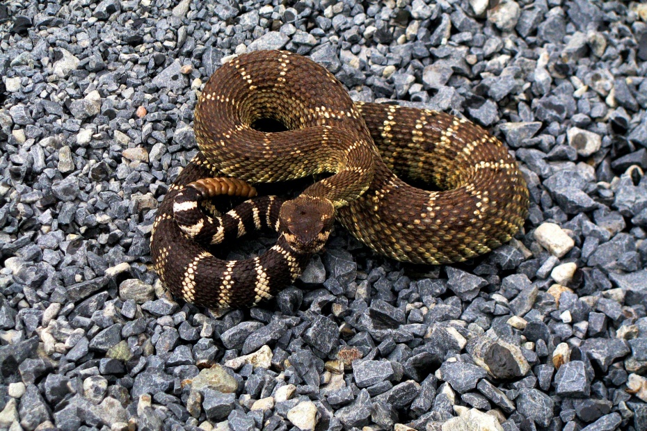 Rattlesnake