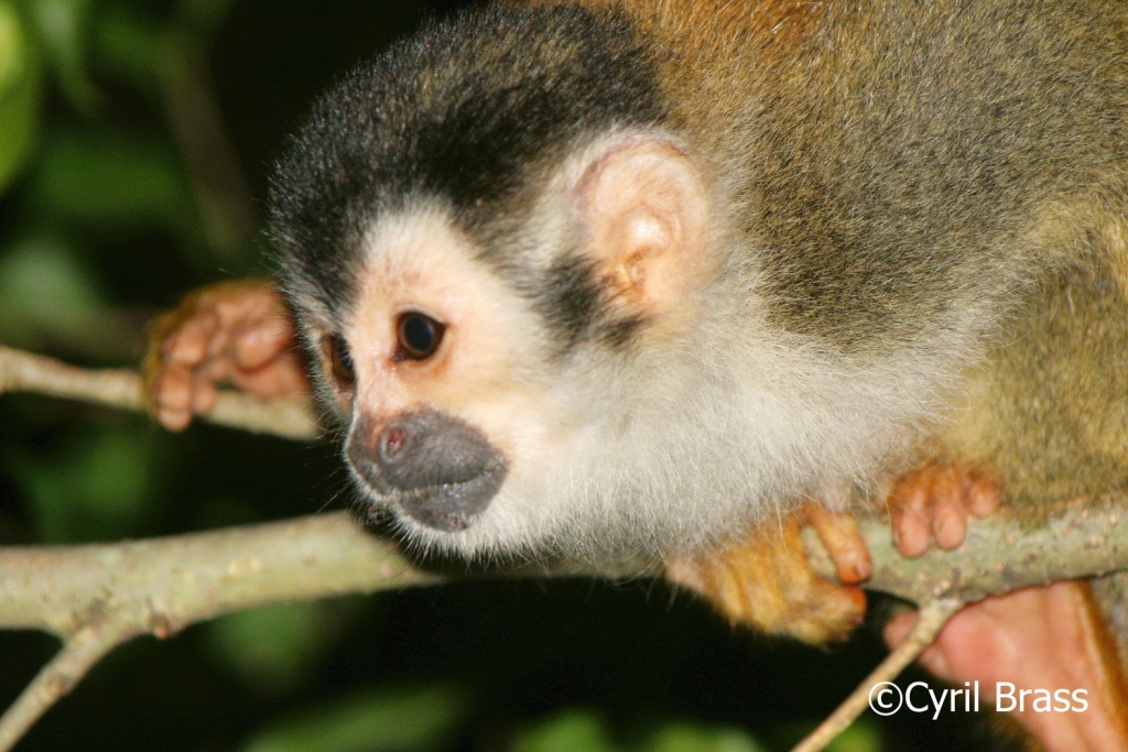 Central America Mammals - Red Back Squirrel Monkey