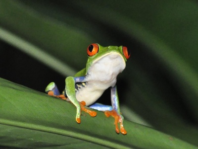 World Frog Day - Red Eyed Tree Frog