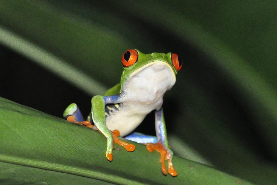 Red Eyed Tree Frog