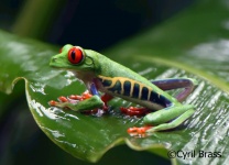 Going Wild in Costa Rica - Red Eyed Tree Frog