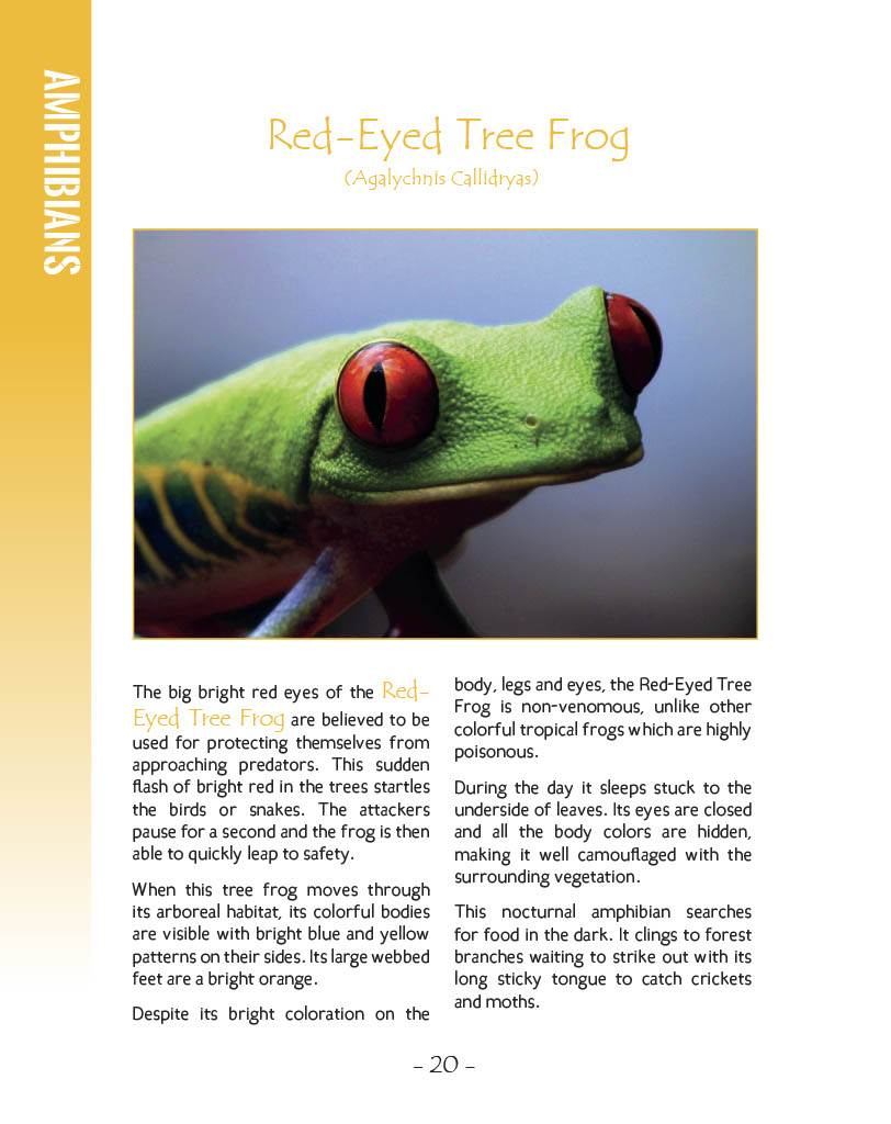 red eyed tree frog habitat