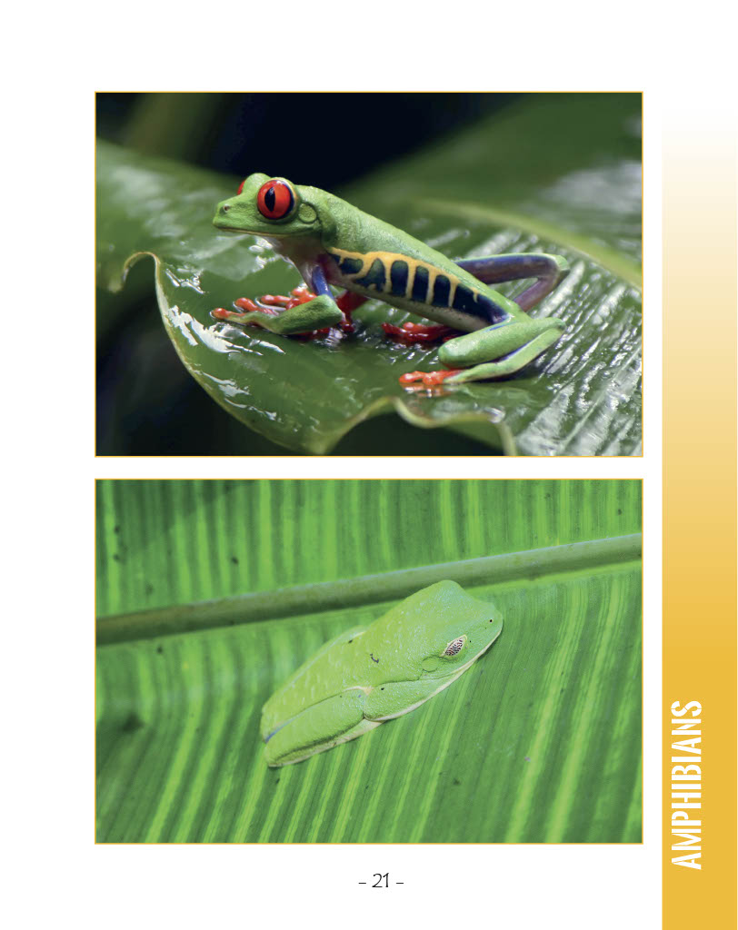 Red-Eyed Tree Frogs - Wildlife in Central America 1 - Page 21
