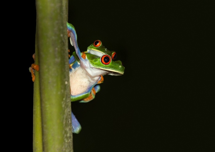 Save the Frogs Day - Red Eyed Tree Frog