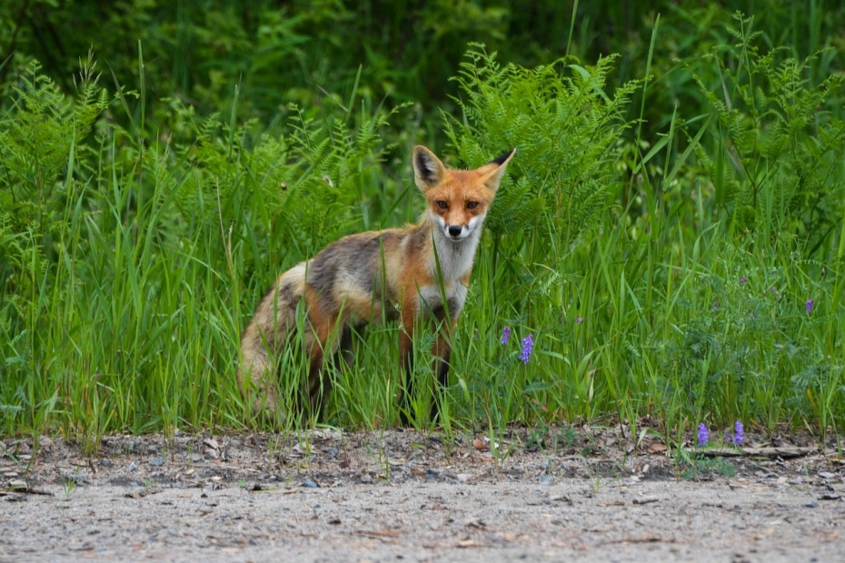 Red Fox