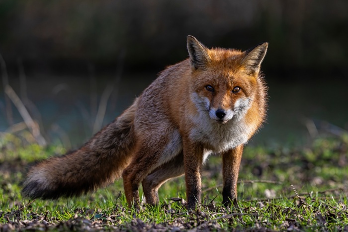 National Fox Day - Red Fox