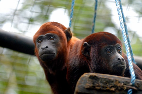 Red Howler Monkeys