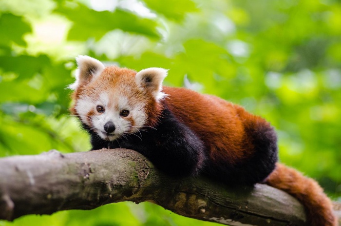 International Red Panda Day - Red Panda