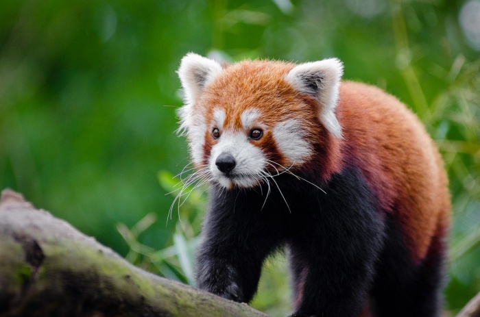 International Red Panda Day - Red Panda