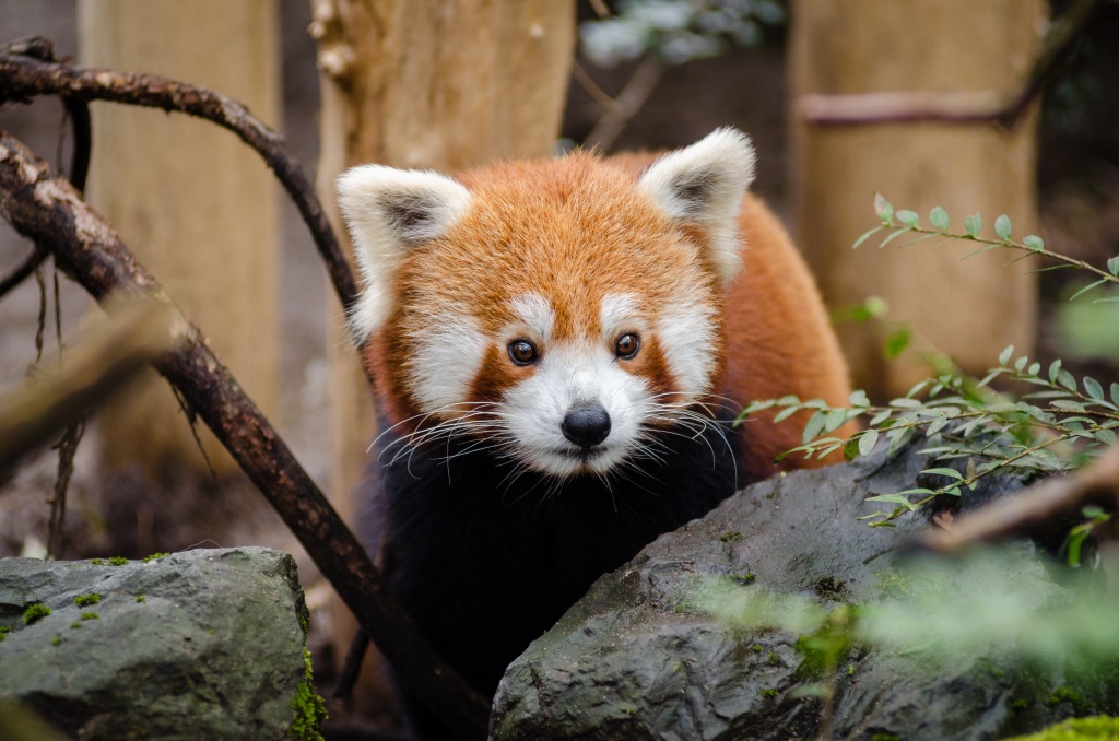 Red Pandas - (Ailurus fulgens) Red Panda