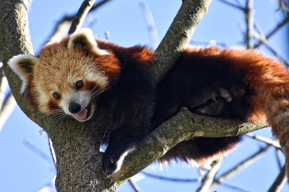 Red Panda