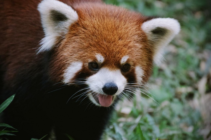 Endangered Species Day - Red Panda