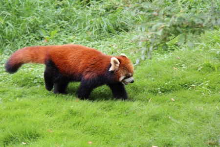 International Day for Biological Diversity - Red Panda